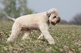 LAGOTTO 100